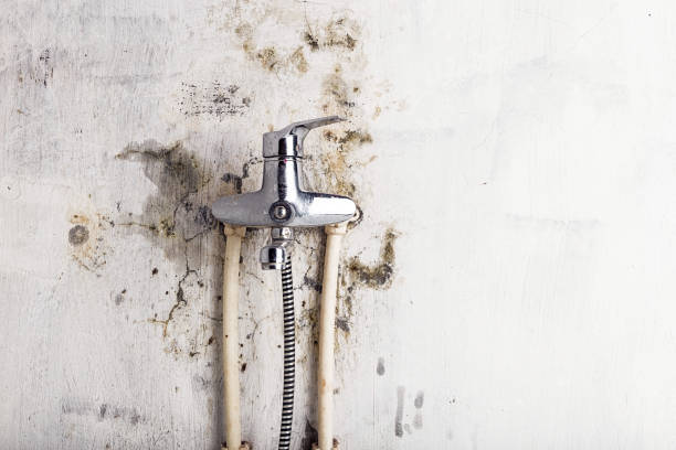Best Home Mold Removal  in Loyal, WI
