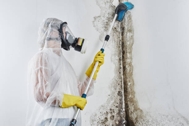 Best Emergency Mold Removal  in Loyal, WI