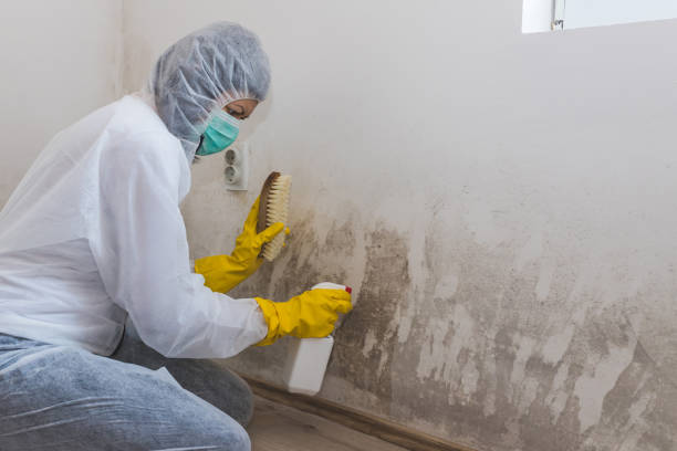 Best Certified Mold Removal  in Loyal, WI
