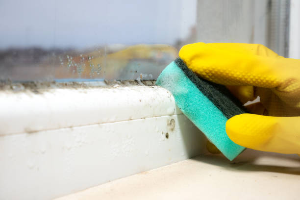 Best Professional Mold Removal  in Loyal, WI