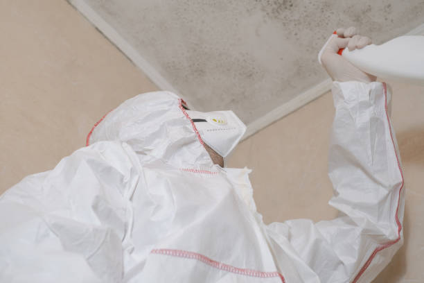 Best Fast Mold Removal  in Loyal, WI