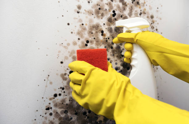 Best Same-Day Mold Removal  in Loyal, WI