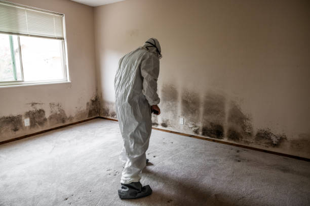 Best Residential Mold Removal  in Loyal, WI