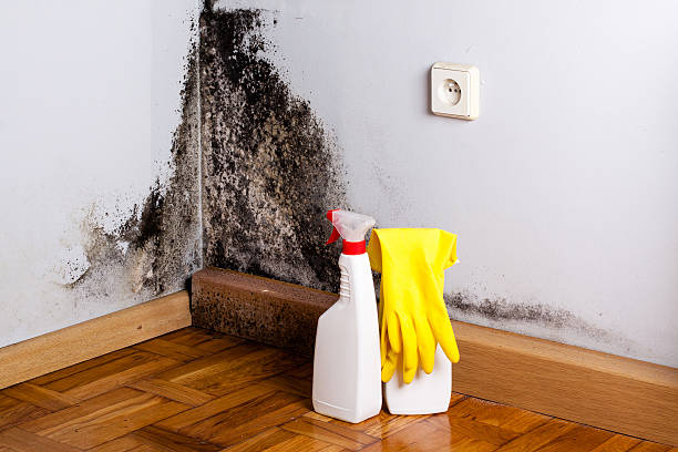 Mold Removal and Inspection in Loyal, WI