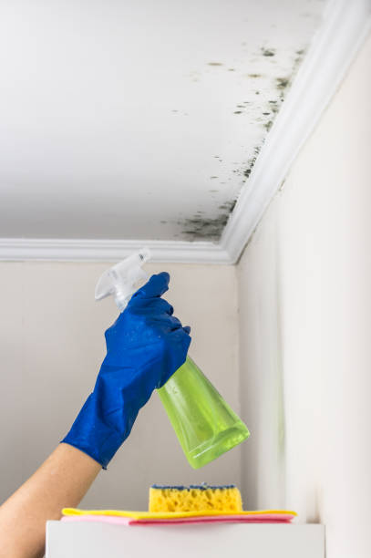 Best Mold Testing  in Loyal, WI