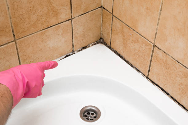 Best Mold Cleaning Services  in Loyal, WI